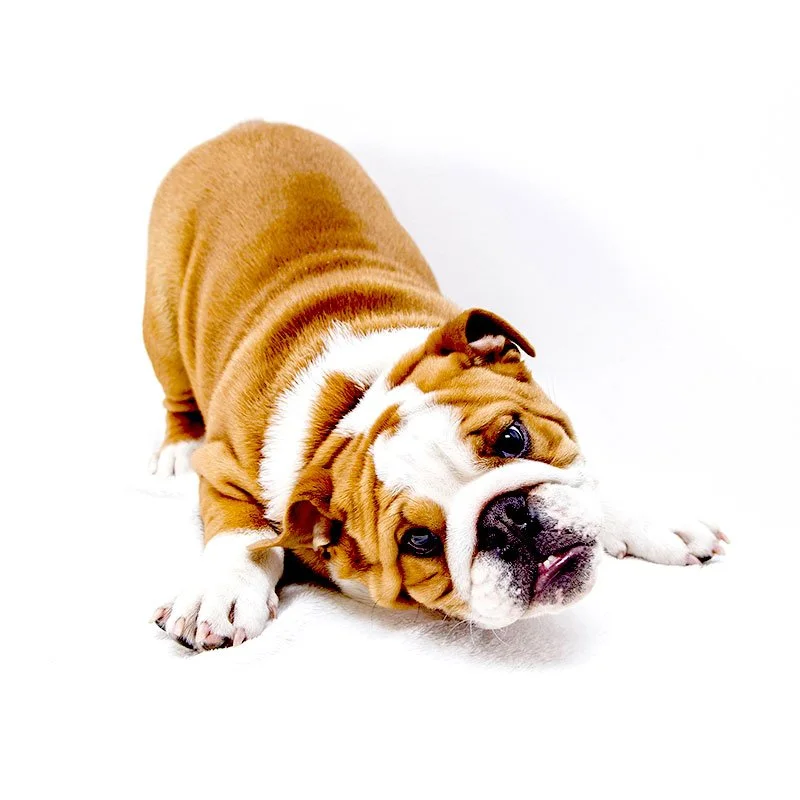 servicios marina dog 1