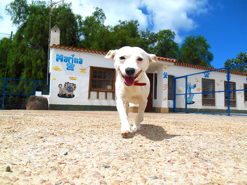 músico champán el estudio Residencia canina Tenerife | Marina Dog