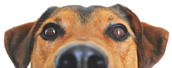 reservas marina dog tenerife